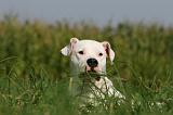 DOGUE ARGENTIN 356